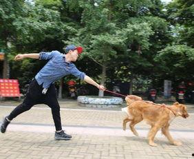 娱乐吃瓜酱遛狗,揭秘明星宠物日常