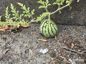 网络上说的吃瓜是什么,吃瓜背后的文化现象与社交心理