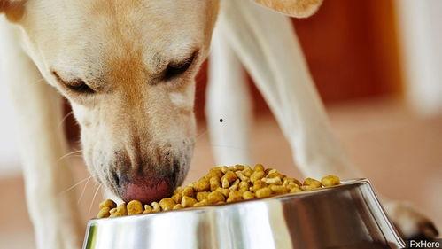 娱乐吃瓜养狗视频在线观看,在线观看乐翻天！