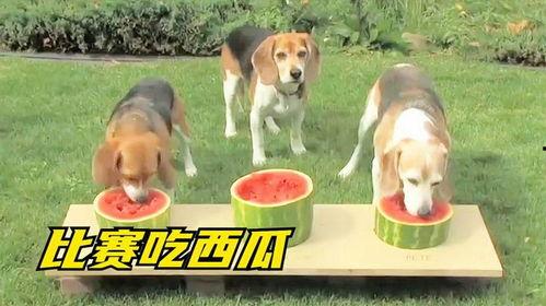 吃瓜娱乐狗,揭秘娱乐圈背后的那些事儿